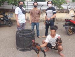 Gerebek Judi Sabung Ayam, Tim Opsnal Polsek Rastim Sita Ayam dan Gelanggang