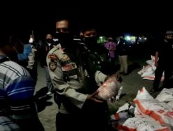Satu Ton Daging Ayam Beku Tanpa Dokumen Diamankan Tim Gabungan TNI Polri di Terminal Sumer Payung.