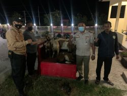 Polsek Kawasan Pelabuham Laut Tano Bantu Pengamanan Dan Pendampingan Karantina Pertanian Dan Peternakan