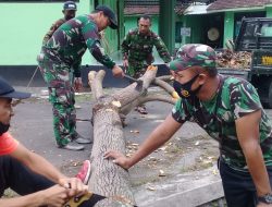 Cegah Kerugian Kodim 0732/Sleman Laksanakan Mitigasi Pohon