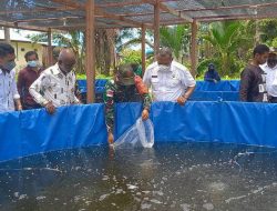 Satgas Pamtas 131/Brs Kembangkan Budidaya Ikan Lele Dengan Kolam Terpal di Papua