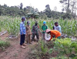 Babinsa 1802-06/Klamono Dampingi Petani Jagung