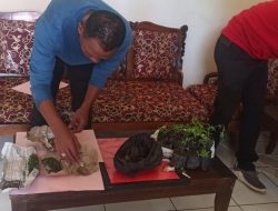 Petani, Pemakai dan Pengedar Daun Ganja Diciduk Satres Narkoba Polres Pagaralam