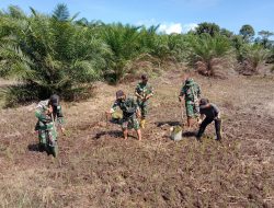 Lestarikan Budaya Dayak Nugal Padi Anggota Satgas Yonif 144/JY Bersama Warga di Perbatasan