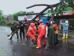 Babinsa Koramil 17/Gamping Mitigasi Pohon Tumbang