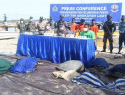TNI AL Ringkus Penangkap dan Penyelundupan Penyu Hijau