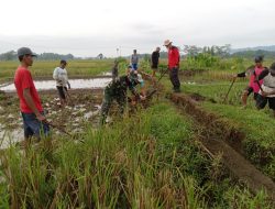 Bersama Gapoktan, Babinsa Ikut Brantas Sarang Hama Tikus