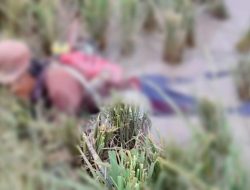 Heboh Penemuan Mayat Di Areal Persawahan Desa Sungai Badak
