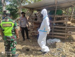 Kapolsek Madapangga dampingi UPT Madapangga Lakukan Vaksinasi PMK di Desa Madawau