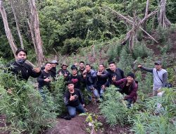 Satresnarkoba Polres Empat Lawang Temukan 500 Batang Ganja Di Ladang Kopi Warga