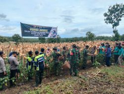 Dukung Ketahanan Pangan, Kodim 0808/Blitar Gelar Panen Jagung Di Wilayah Kecamatan Panggungrejo