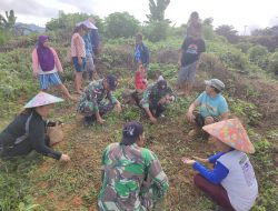 Satgas Pamtas RI-Malaysia Yonarmed 19/105 Trk Bogani Bantu Kelompok Wanita Tani Mengolah Lahan Pertanian Di Perbatasan