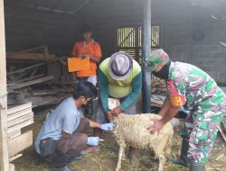 Peduli Kesehatan Hewan Ternak, Babinsa Pos Selopuro Dampingi Kegiatan Vaksinasi PMK di Wilayah Binaannya
