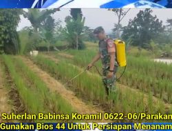 Serda Suherlan Gunakan Pupuk BIOS 44 Untuk Pertanian di Parakansalak