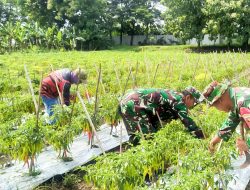 Sukses, Kodim Bojonegoro Panen Perdana Cabai Merah Besar