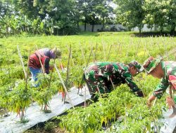 Sukses, Kodim Bojonegoro Panen Perdana Cabai Merah Besar