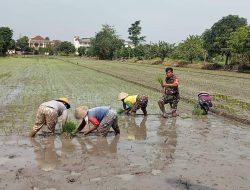 Tanpa Ragu, Babinsa Kelurahan Karangasem Terjun Ke Sawah Bantu Petani Tanam Padi