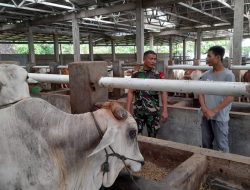 Babinsa Koramil Sambi Laksanakan Komsos Dengan Peternak Binaan
