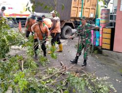 Antisipasi Pohon Tumbang, Babinsa Kelurahan Nusukan Bersama DLH Laksanakan Pemangkasan Pohon