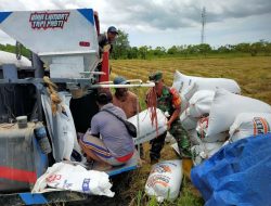 Babinsa Pos Ramil Semangga Bantu Petani Memanen Padi 