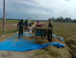 Tugas Mulia, Serda Agustinus Sujatmiko Babinsa Koramil 04/Plk Bantu Panen Padi Di Desa Binaan