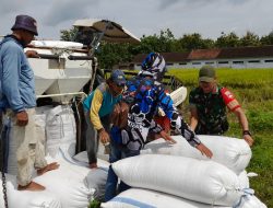 Lewat Komsos Babinsa Dukung Suksesnya Swasembada Pangan