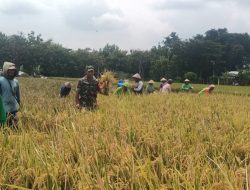 Babinsa Turun ke Sawah Bantu Petani Panen Padi