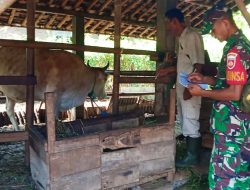 Guna Mencegah Penularan PMK Pada Hewan, Ini Yang Dilakukan Babinsa Di Ngadirojo