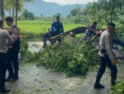 Polres Loteng Dan Masyarakat Evakuasi Pohon Tumbang