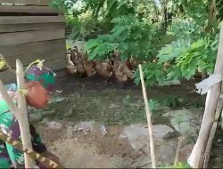 Dukung Pertahan Pangan Bidang Peternakan, Babinsa Koramil 401-02/Babat Toman Sambangi peternak Bebek