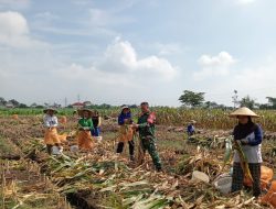 Kolaborasi Sukses: Babinsa dan Petani Panen Jagung di Desa Sukosari Gondanglegi