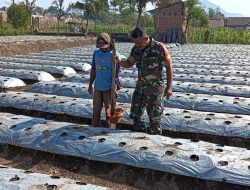 0,3 Hektar Bibit Cabai Ditanam, Babinsa Junrejo Terjun Langsung