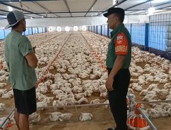 Babinsa Turun Langsung, Pantau Peternak Ayam Potong Pastikan Ketersediaan Pangan Aman