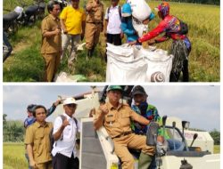 Kadis Pertanian ,Pariman hadir Panen Perdana musim Gaduh di desa Wirabangun dan Bangun Mulyo