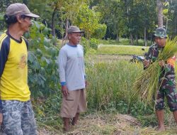 Hadir Di Tengah Masyarakat, Serma Ari Bantu Petani Kedungwungu Panen Padi