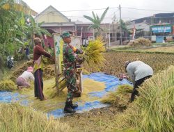 Dukung Hanpangan, Serda Sunarto Terjun Ke Lapangan Bantu Panen Padi Warga Desa Sumberjati