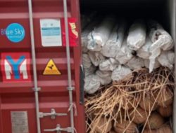Upaya Penyelundupan Rotan Ilegal Sebanyak 8 Kontiner di Bongkar Secata Tertutup Oleh Bea Cukai Pontianak