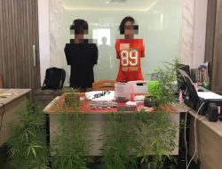 Tanam Ganja Di Rumah, Dua Remaja Di Mataram Diringkus Polisi
