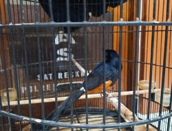 Ungkap Kasus Pencurian Burung, Polisi Tangkap Pelaku Hingga Terduga Penadah