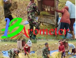 Sukseskan Ketahanan pangan, Babinsa Bantu Petani Panen Padi