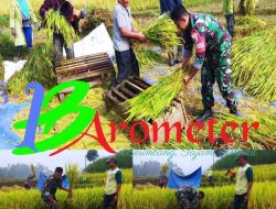 Babinsa Desa Krisik Bantu Petani Dalam Panen Padi Untuk Mendukung Ketahanan Pangan
