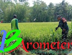 Babinsa Koramil 0818/30 Tirtoyudo Dukung Ketahanan Pangan dengan Pendampingan Petani Padi