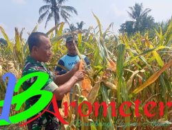 Dukung Ketahanan Pangan, Babinsa Kepanjen Bantu Petani Desa Jenggolo Panen Jagung