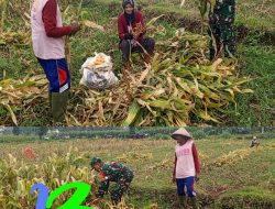 Dongkrak Swasembada Pangan Babinsa Desa Karangsono, Bantu Petani Panen Jagung
