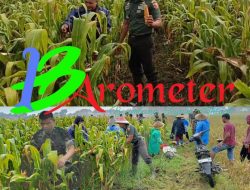 Kasdim 0818 Bersama Kelompok Tani Panggungrejo Panen Jagung di Lahan Kodim