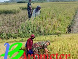 Babinsa Koramil 0818-16 Dampingi Petani Desa Kedungbanten Panen Padi