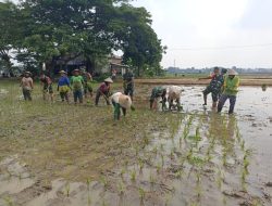 Dukung Ketahanan Pangan, Danramil 12/Gesi Bersama Anggota Bantu Petani Tanam Padi