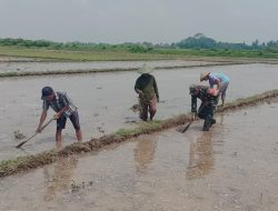 Dukung Ketahanan Pangan, Babinsa Edi Siswanto Bantu Petani Olah Lahan dan Tanam Padi