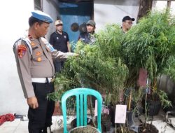 Tanam Ganja, Rumah di Pedongkelan Jakarta Barat Digerebek Polisi