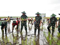 Kasad Panen dan Tanam Padi serta Olah Lahan di Kampung Telaga Sari Kabupaten Merauke